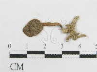 粉褶菌屬藏品圖，第3張