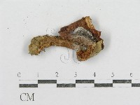 紅菇屬藏品圖，第3張