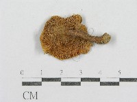 紅菇屬藏品圖，第3張