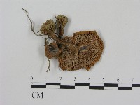 乳菇屬藏品圖，第3張