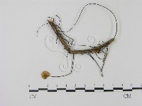 登錄號:F0005649藏品圖，第1張