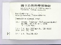 優雅波邊革菌藏品圖，第2張