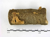 優雅波邊革菌藏品圖，第1張