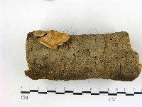 優雅波邊革菌藏品圖，第3張