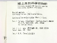 毛木耳藏品圖，第2張