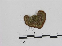 相鄰小孔菌藏品圖，第1張