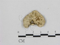 相鄰小孔菌藏品圖，第3張