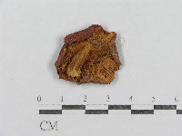 紅菇屬藏品圖，第1張