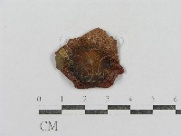 紅菇屬藏品圖，第3張