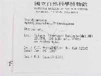 韌革菌屬藏品圖，第2張