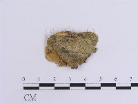 韌革菌屬藏品圖，第3張