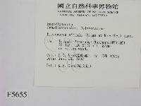 相鄰小孔菌藏品圖，第2張
