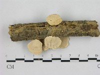 相鄰小孔菌藏品圖，第3張