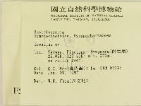 纖孔菌屬藏品圖，第2張