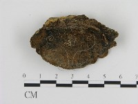 纖孔菌屬藏品圖，第3張