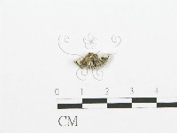 裂褶菌藏品圖，第3張