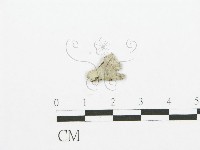 裂褶菌藏品圖，第3張