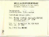 優雅波邊革菌藏品圖，第2張