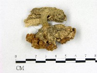 優雅波邊革菌藏品圖，第1張