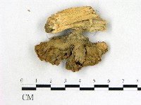 優雅波邊革菌藏品圖，第3張