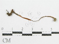 鬼傘屬藏品圖，第1張