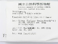 糙皮側耳藏品圖，第2張