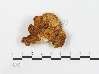 糙皮側耳藏品圖，第3張