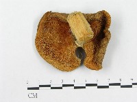 多孔菌屬藏品圖，第1張