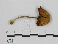 登錄號:F0005666藏品圖，第1張