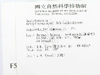 裂褶菌藏品圖，第2張