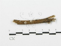 裂褶菌藏品圖，第1張