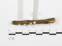 裂褶菌藏品圖，第3張