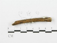 裂褶菌藏品圖，第4張