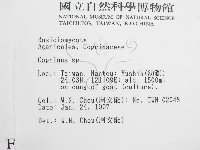 鬼傘屬藏品圖，第2張