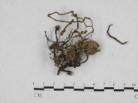 登錄號:F0005673藏品圖，第3張