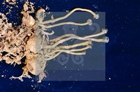 登錄號:F0005673藏品圖，第4張