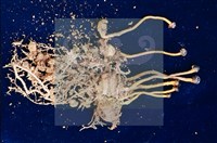 登錄號:F0005673藏品圖，第5張