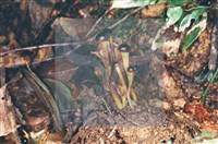 登錄號:F0005673藏品圖，第6張