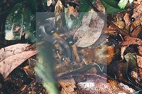 登錄號:F0005673藏品圖，第7張