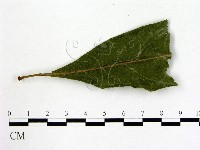 登錄號:F0005678藏品圖，第1張