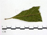 登錄號:F0005678藏品圖，第3張