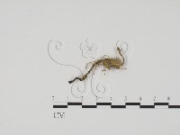 炭角菌屬藏品圖，第1張