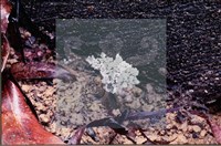 炭角菌屬藏品圖，第4張