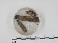 登錄號:F0005689藏品圖，第1張