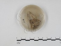 登錄號:F0005690藏品圖，第3張