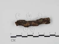 登錄號:F0005691藏品圖，第1張