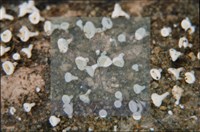 登錄號:F0005691藏品圖，第4張