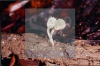 登錄號:F0005693藏品圖，第4張