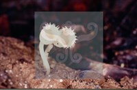 登錄號:F0005693藏品圖，第5張