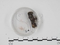 登錄號:F0005695藏品圖，第1張